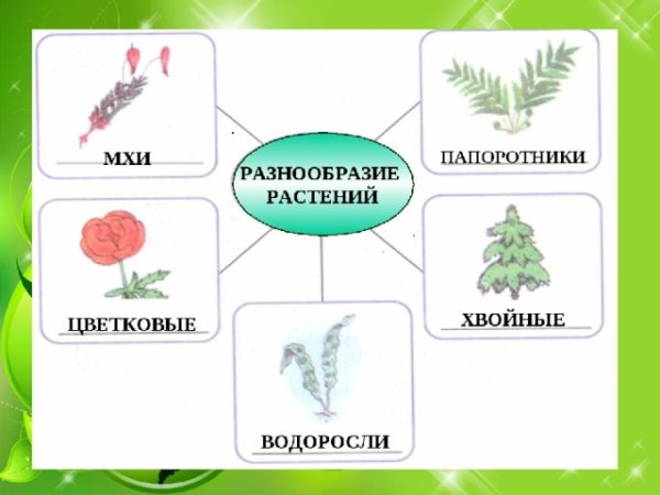 Разнообразие растений схема