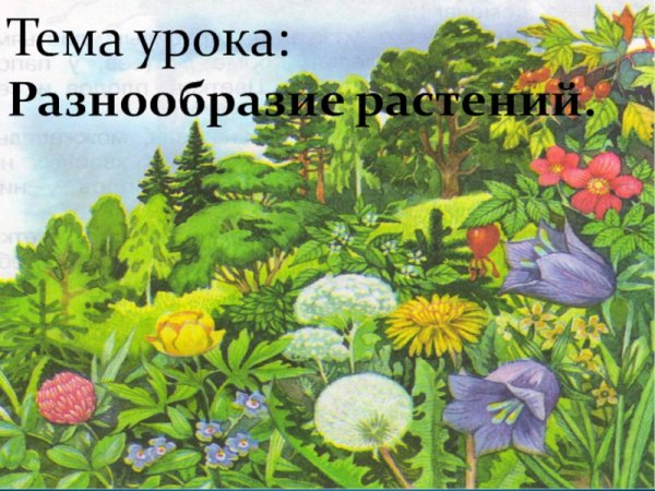 Растительный мир для детей