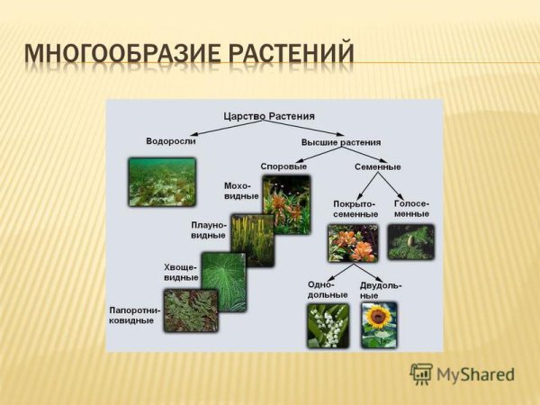 Многообразие растений и их значение в природе 9 класс таблица