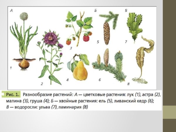 Строение и разнообразие растений