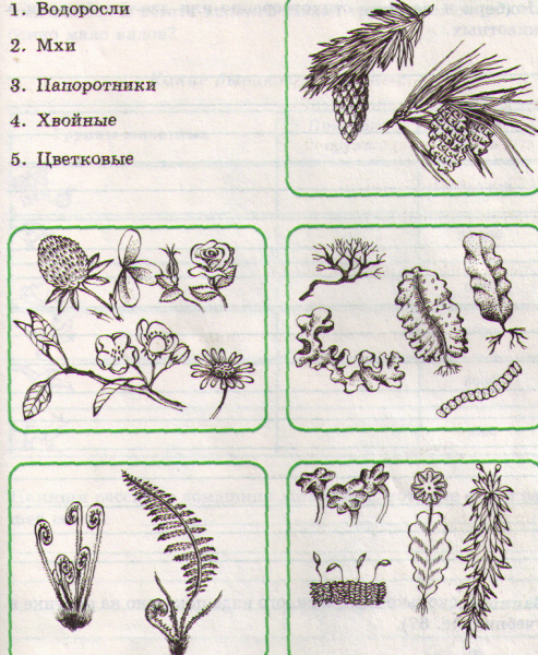 Задания по теме разнообразие растений