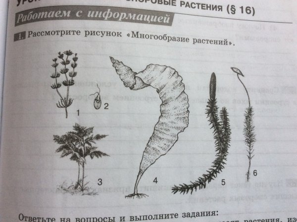 Рассмотрите рисунок и выполните задания