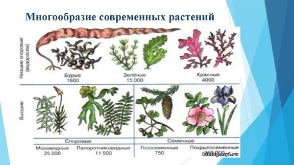 Разнообразие современных растений