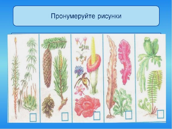 Растительный мир классы