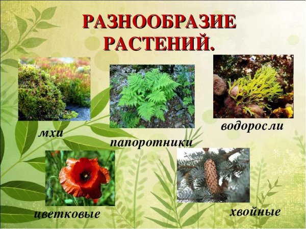 Мир растений разнообразие растений