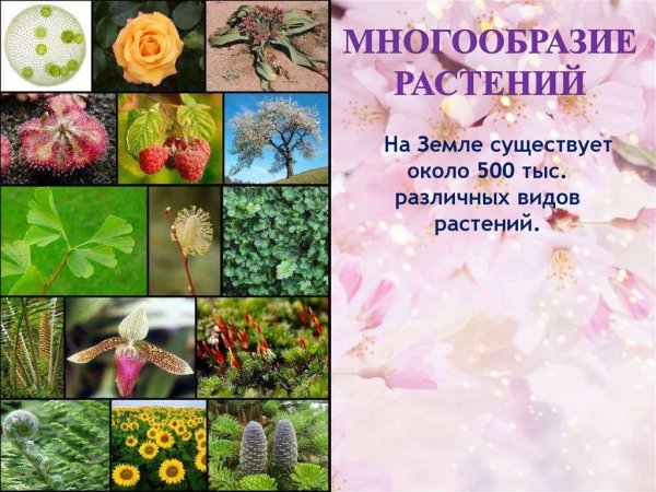 Многообразие видов растений