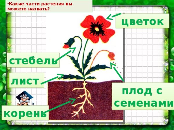 Окружающий мир разнообразие растений
