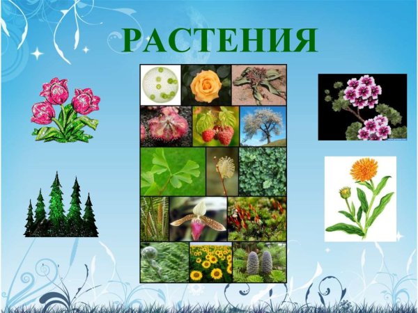 Разнообразие растений для детей