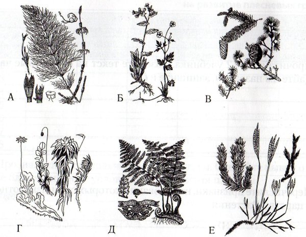 Хвощи, мхи, водоросли, папоротники.