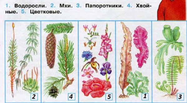 Плешаков разнообразие растений растений