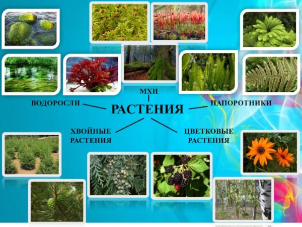 Разнообразие растений