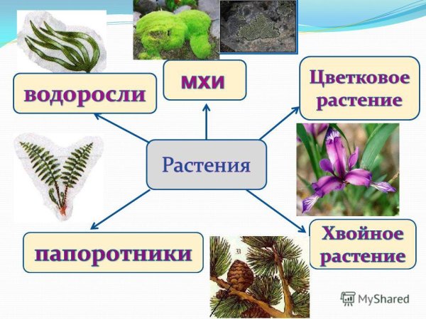 Презентация на тему растения