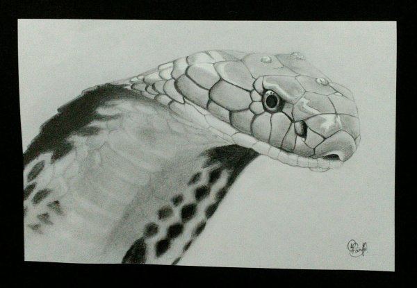 Очертания змеи на голову