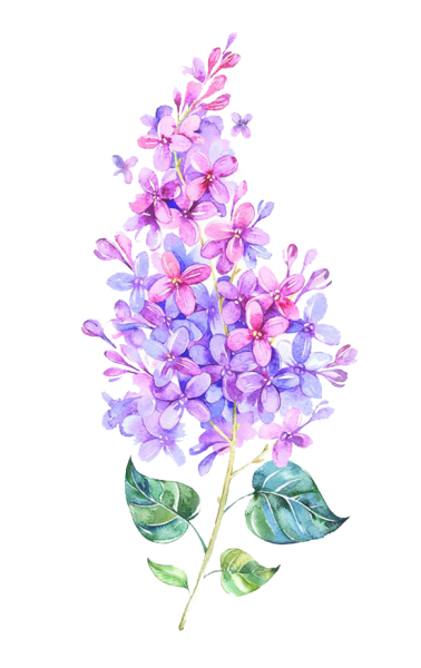 Сирень акварелью