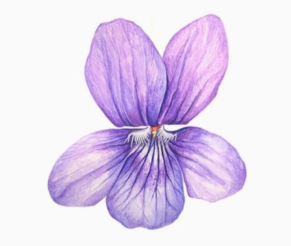Фиалка рисунок