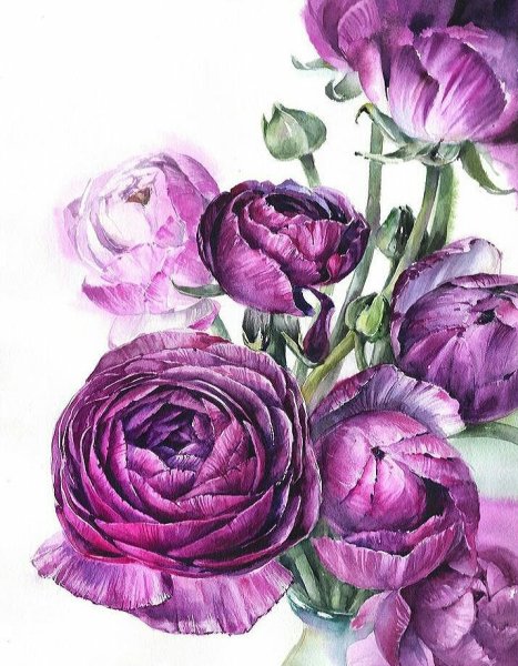 Фиолетовые пионы акварель