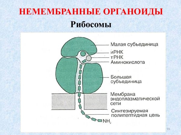 Структура клетки рибосома