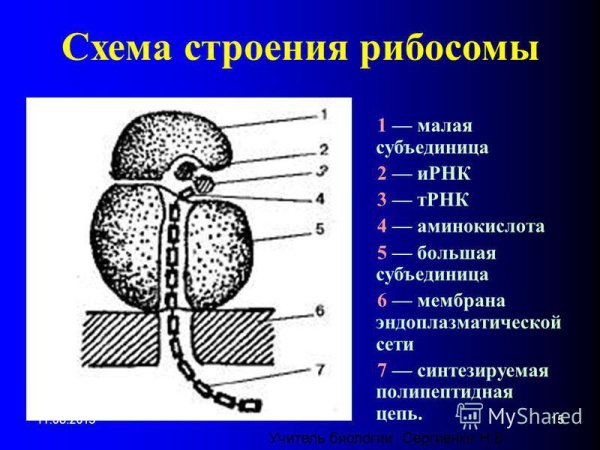 Строение рибосом биохимия