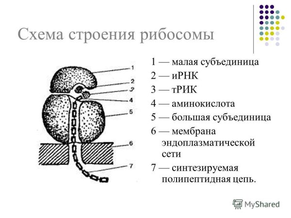 Рибосома строение рисунок