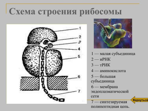 Большая субъединица рибосомы строение
