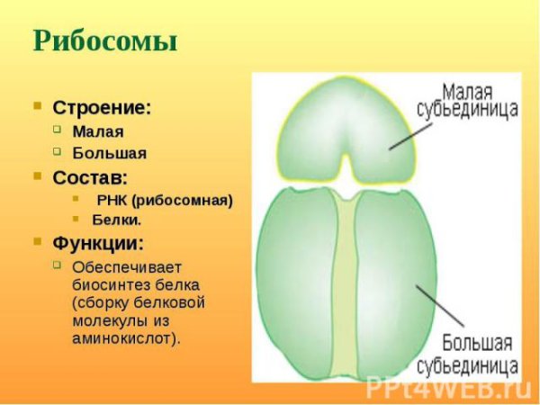 Строение рибосомы