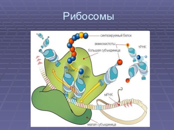 Строение рибосом про и эукариот