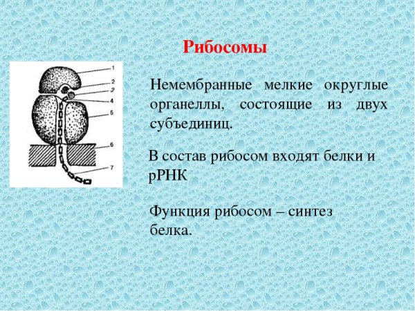 Рибосомы клетки строение и функции