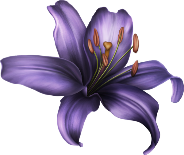 Сиреневые лилии