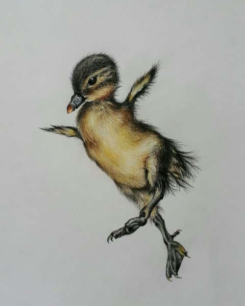 Птенец мультяшный