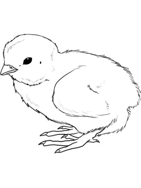 Цыпленок рисунок карандашом