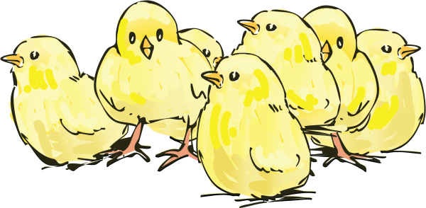 Цыпленок рисунок карандашом