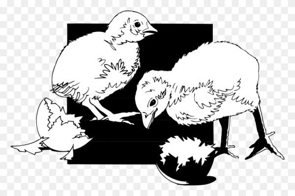 Цыпленок. Раскраски