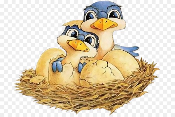 Цыпленок. Раскраски