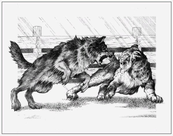 Джек Лондон белый клык рисунки