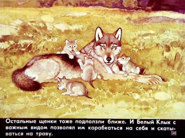 Иллюстрация к рассказу белый клык