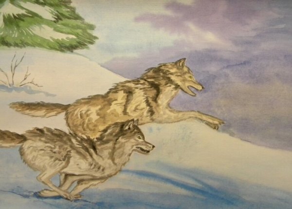 Иллюстрации к книге белый клык Джека Лондона