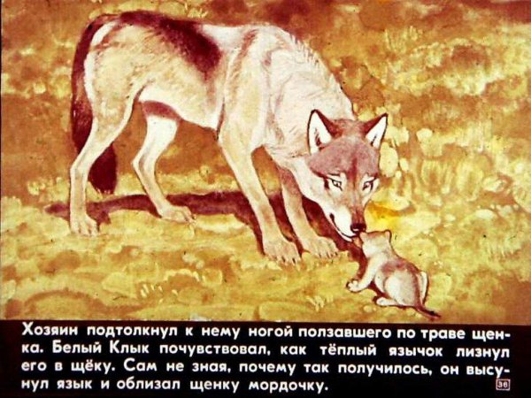 Иллюстрация к рассказу белый клык