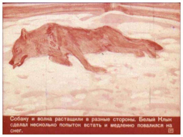 Джек Лондон белый клык иллюстрации