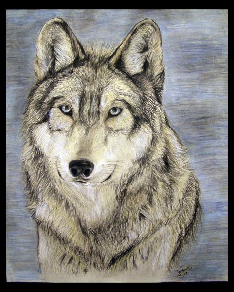 Джек Лондон белый клык иллюстрации