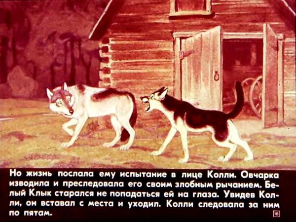 Джек Лондон белый клык иллюстрации