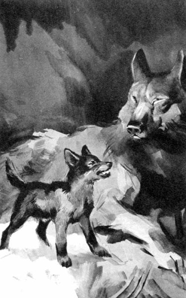 Иллюстрации к книге белый клык Джека Лондона