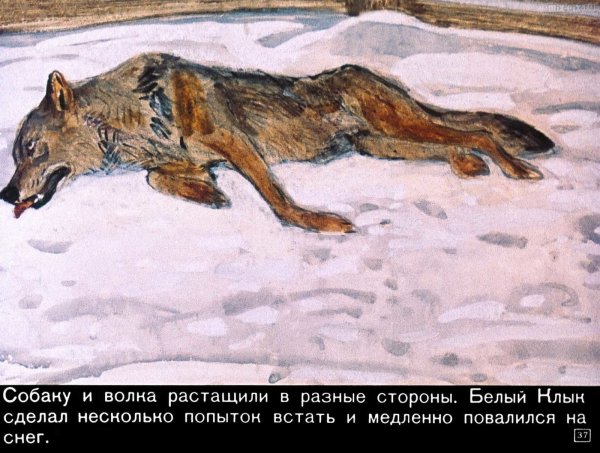 Белый клык Лондон Нигма