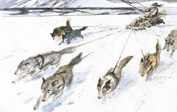 Иллюстрации к рассказу белый клык Джек Лондон