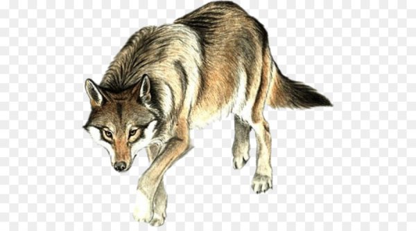 Бурый волк Джек Лондон