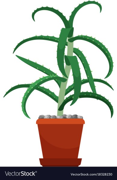 Алоэ цветок в горшке