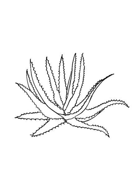 Алоэ раскраска