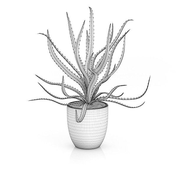Раскраска комнатные растения алоэ