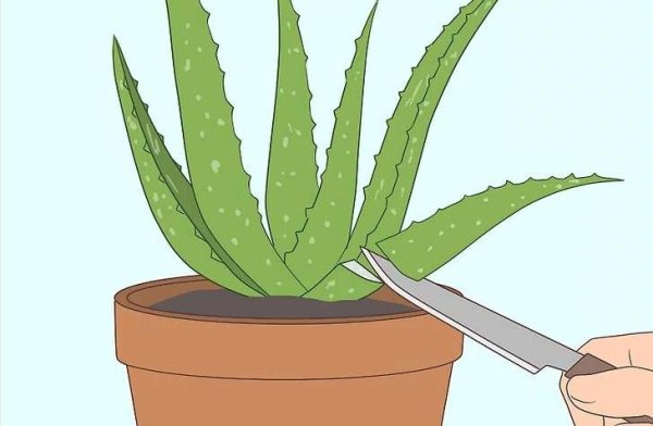 Алоэ мультяшный