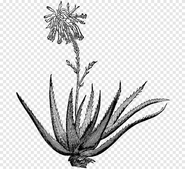 Алоэ рисунок