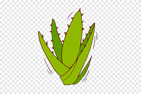 Алоэ Вера лист Illustrator